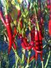 Foto de Chile de arbol Yahualica
